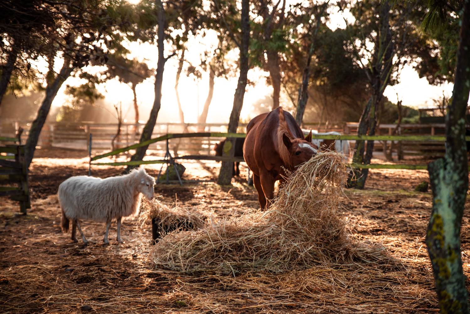 La vie au ranch – Image 13