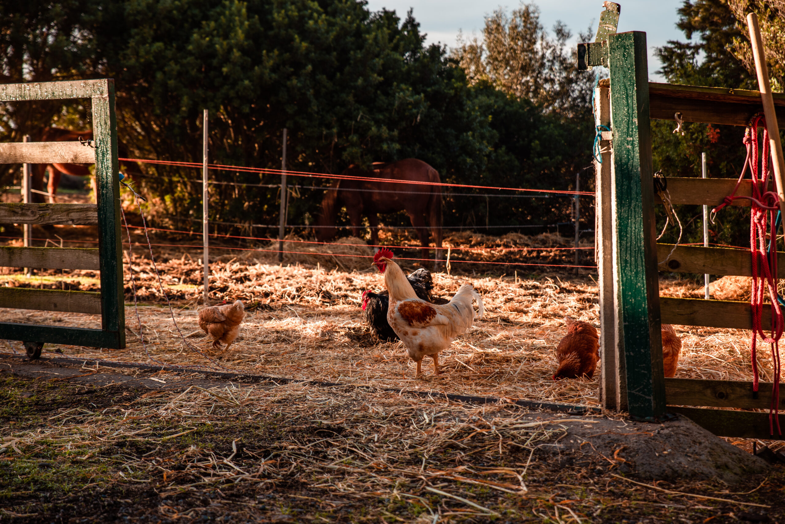 Visite du ranch – Image 10