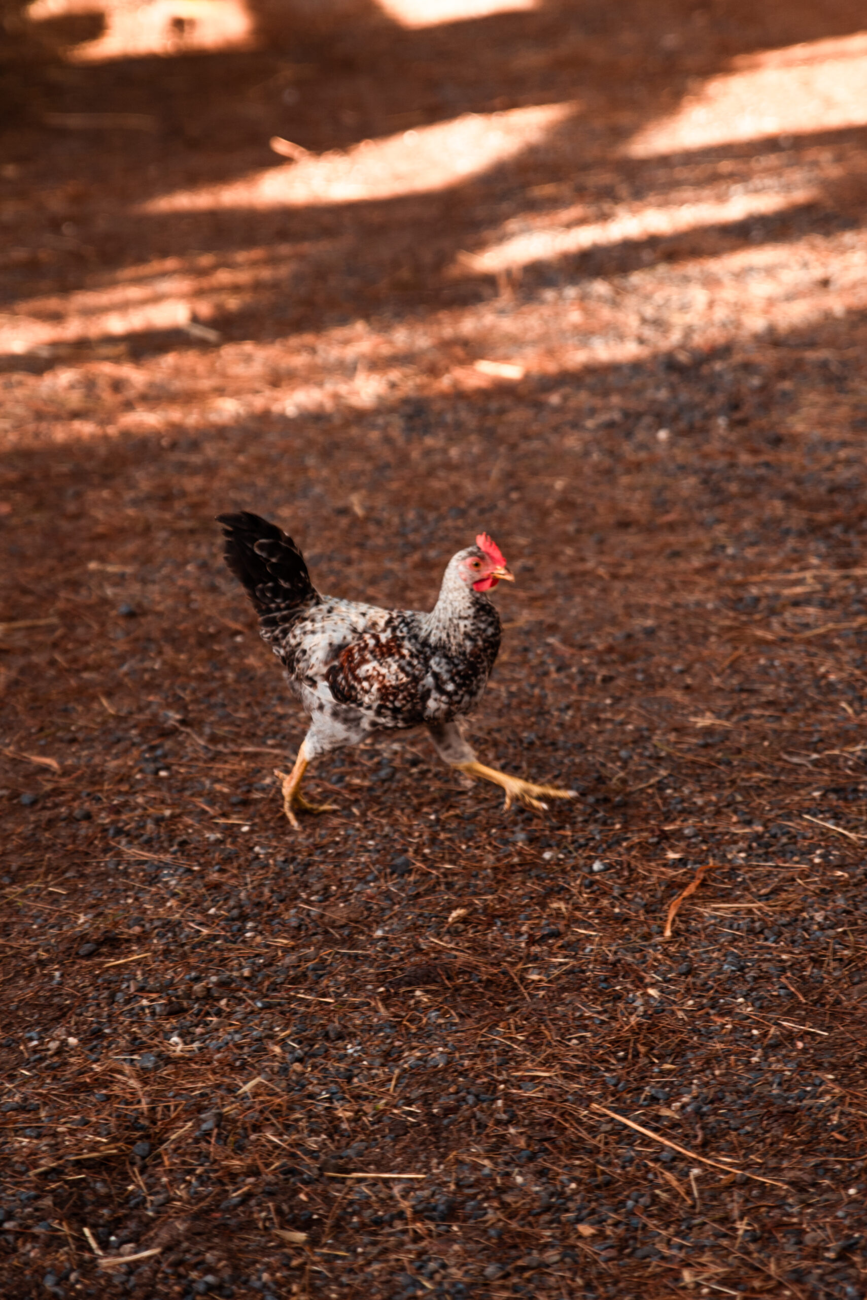 Visite du ranch – Image 9