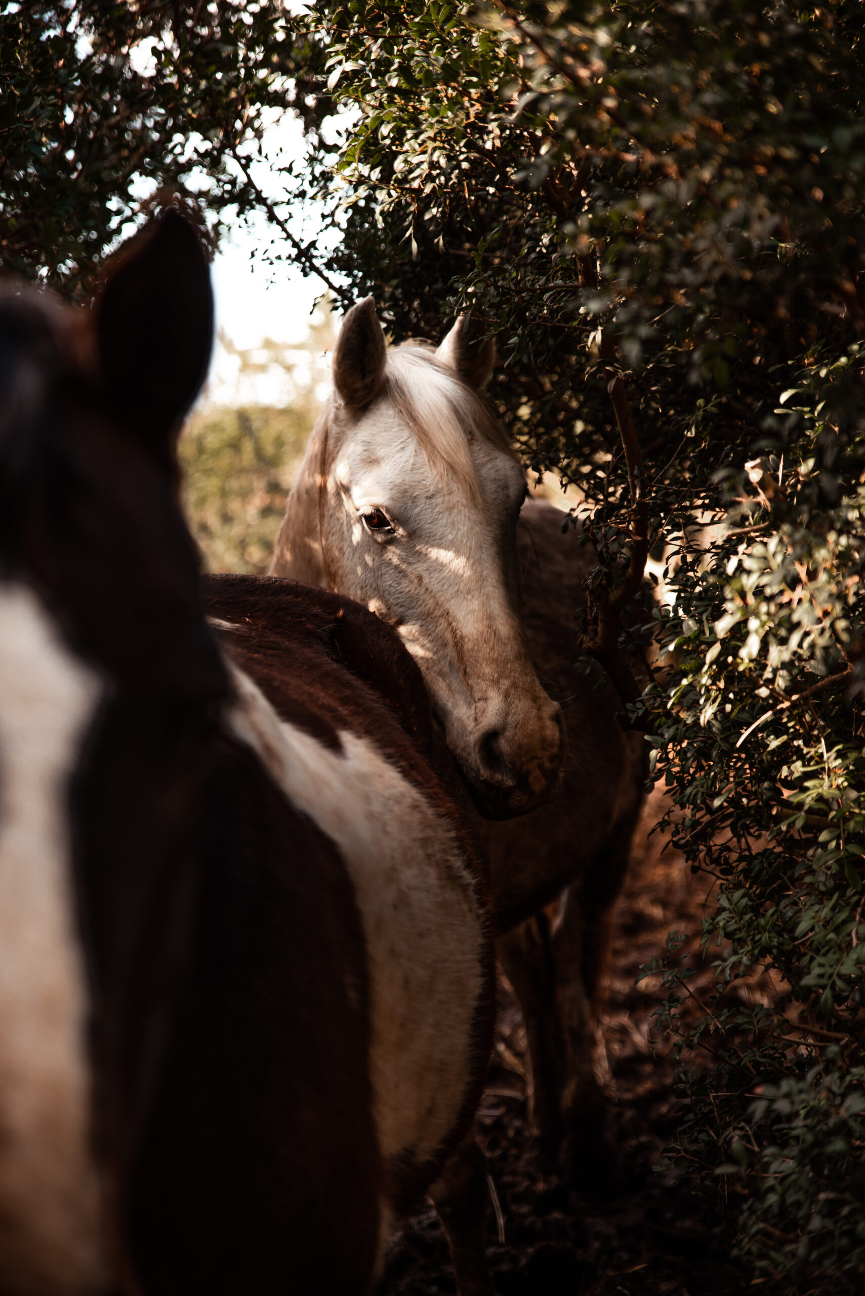 Visite du ranch – Image 8