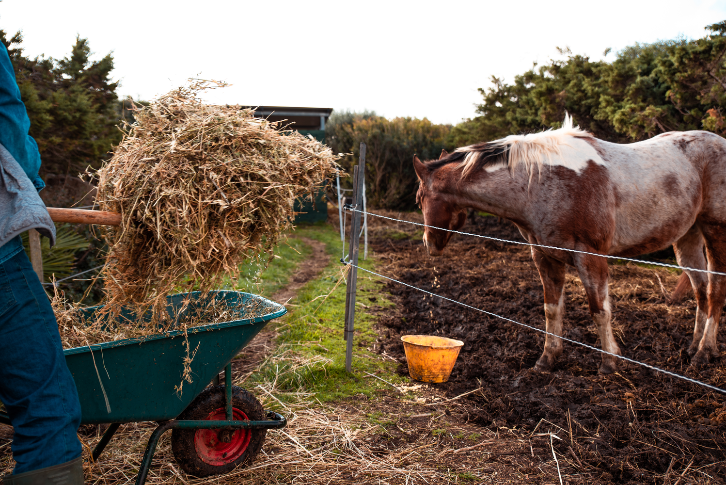 La vie au ranch – Image 11