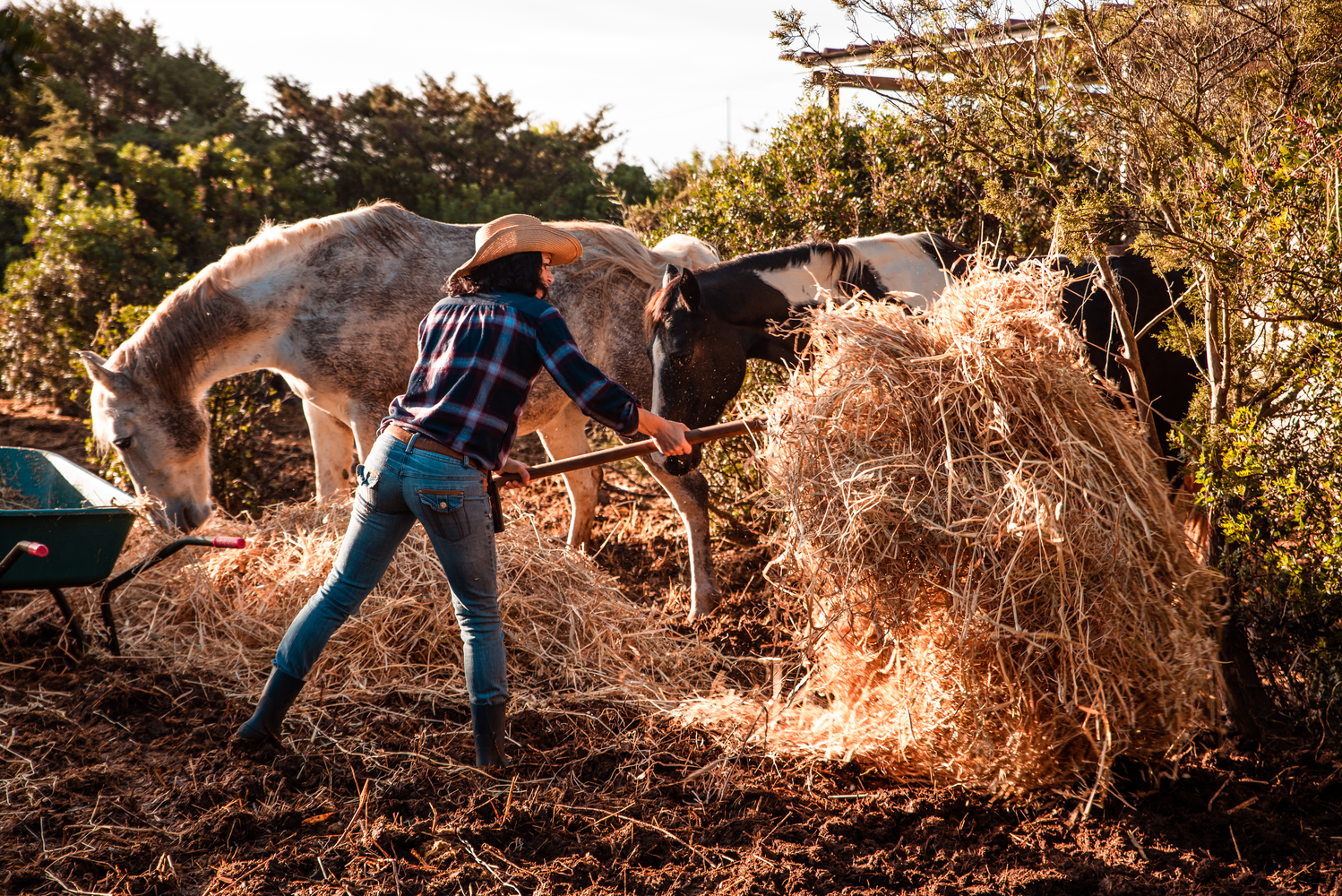 La vie au ranch – Image 10